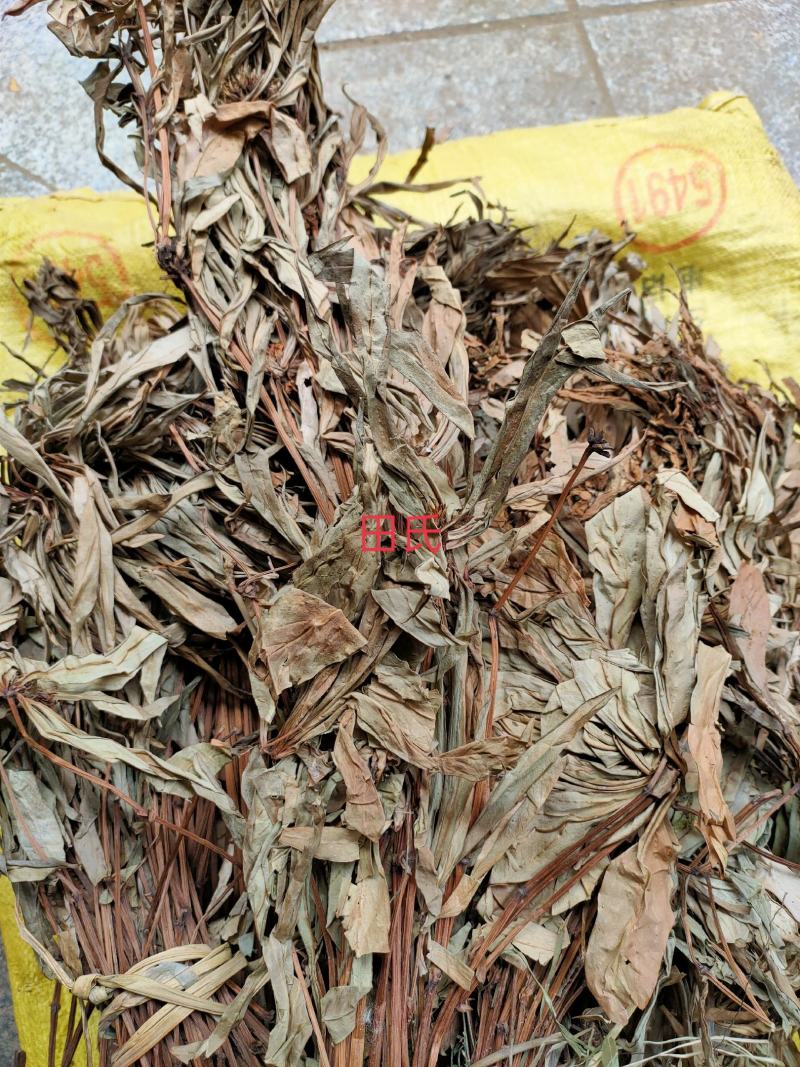 贵州野生追风伞干货/现晒中草药材惊风伞/破凉伞扎把全草