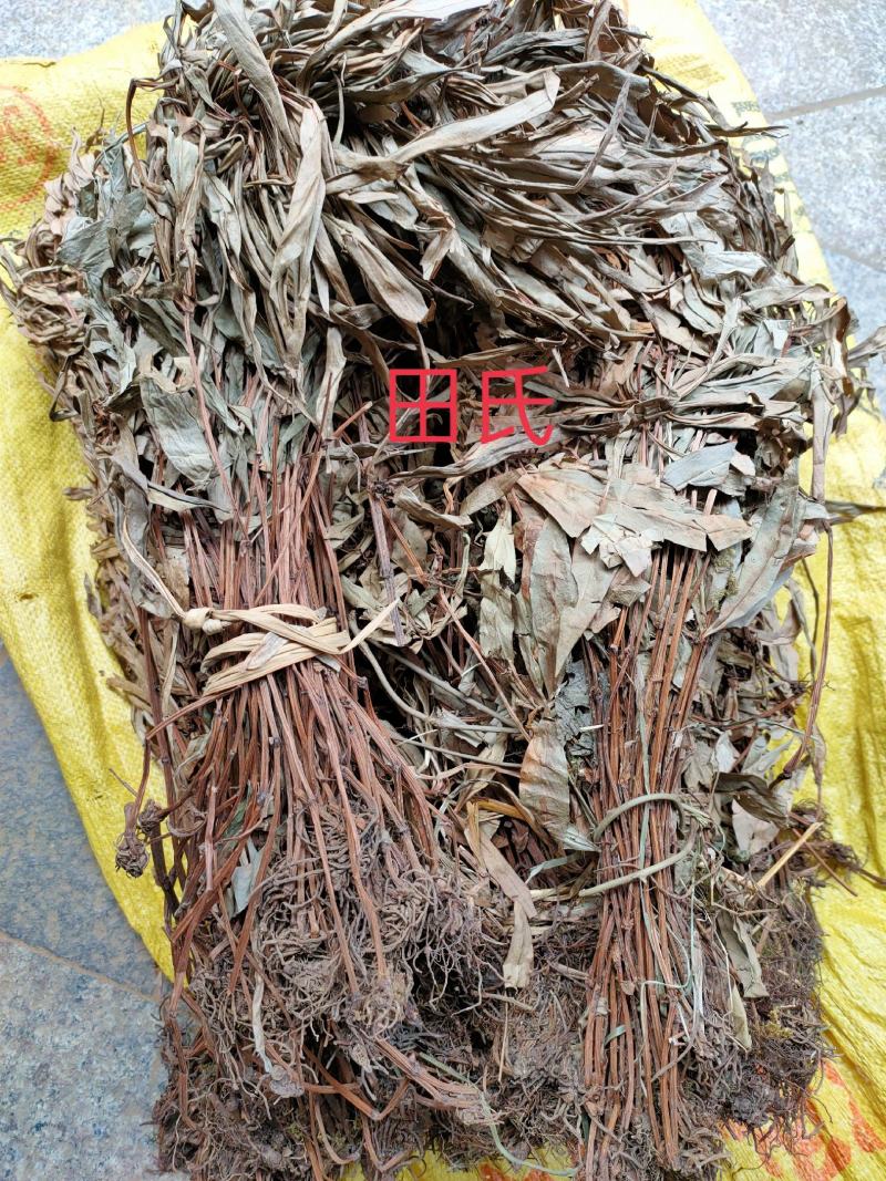 贵州野生追风伞干货/现晒中草药材惊风伞/破凉伞扎把全草