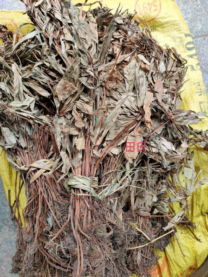 贵州野生追风伞干货/现晒中草药材惊风伞/破凉伞扎把全草