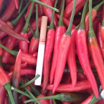 朝天椒5~10厘米中辣青红可摘即将大果上市