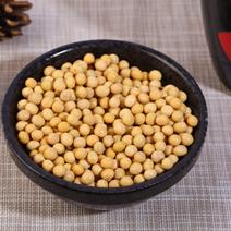 黄豆现货供应批发商品豆豆浆专用豆腐专用新粮大黄豆