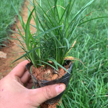 麦冬草产地直供量大从优苗木花卉对接工程绿化等