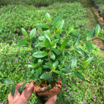 萼距花产地直供量大从优苗木花卉对接工程绿化