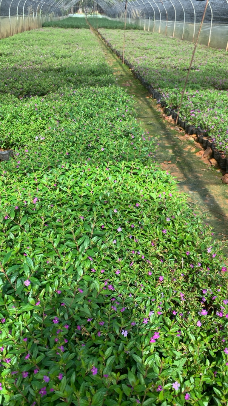 萼距花产地直供量大从优苗木花卉对接工程绿化