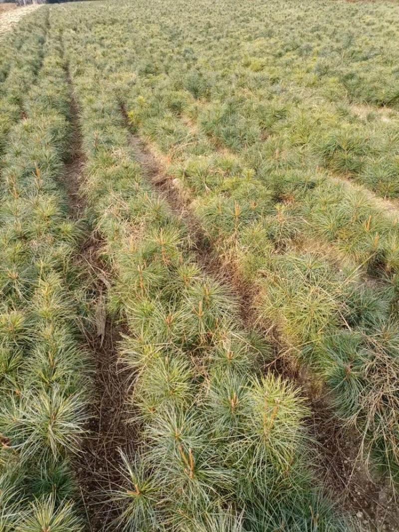 红松苗常年供应量大无病虫害可视频看货价格实惠