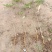 花椒苗