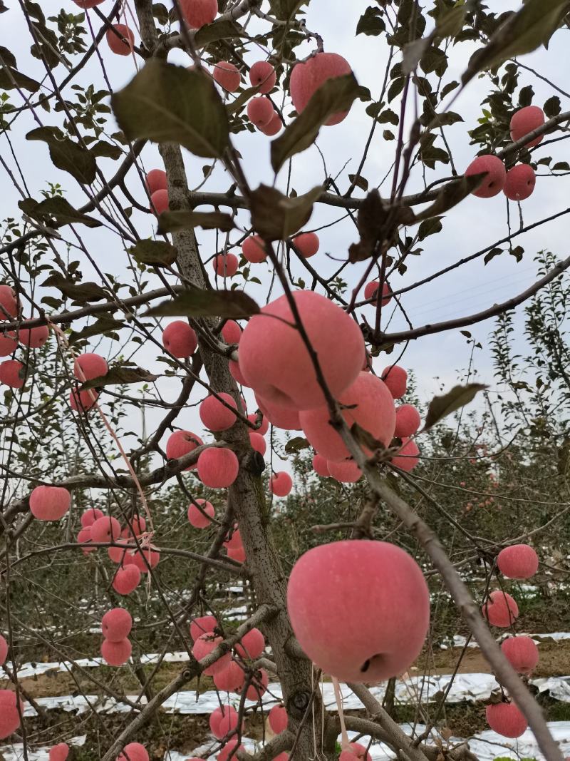 自家苹果，清甜爽口，汁多味美，当天发货。