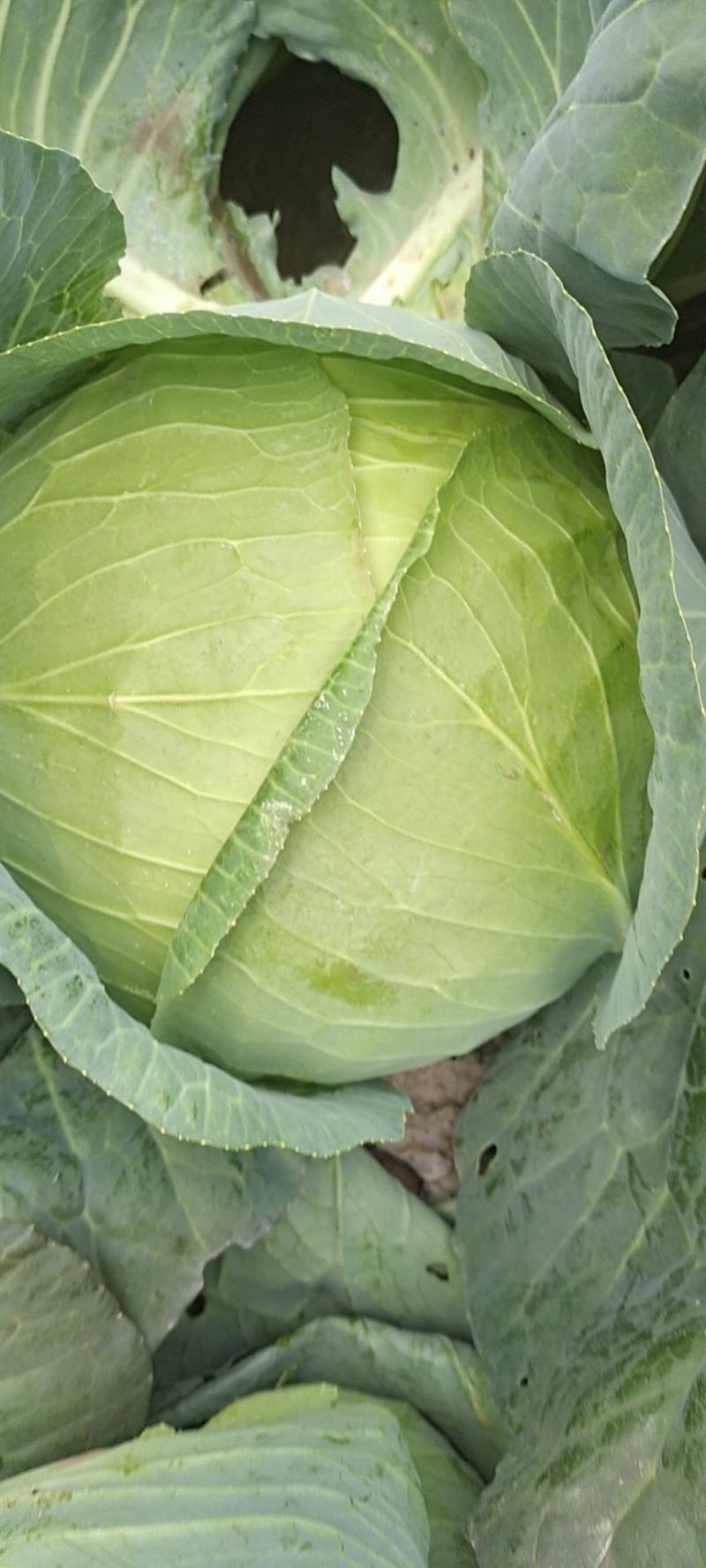 甘肃靖远高原夏菜大量现货口感好色泽鲜艳爱运输