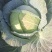 甘肃靖远高原夏菜大量现货口感好色泽鲜艳爱运输