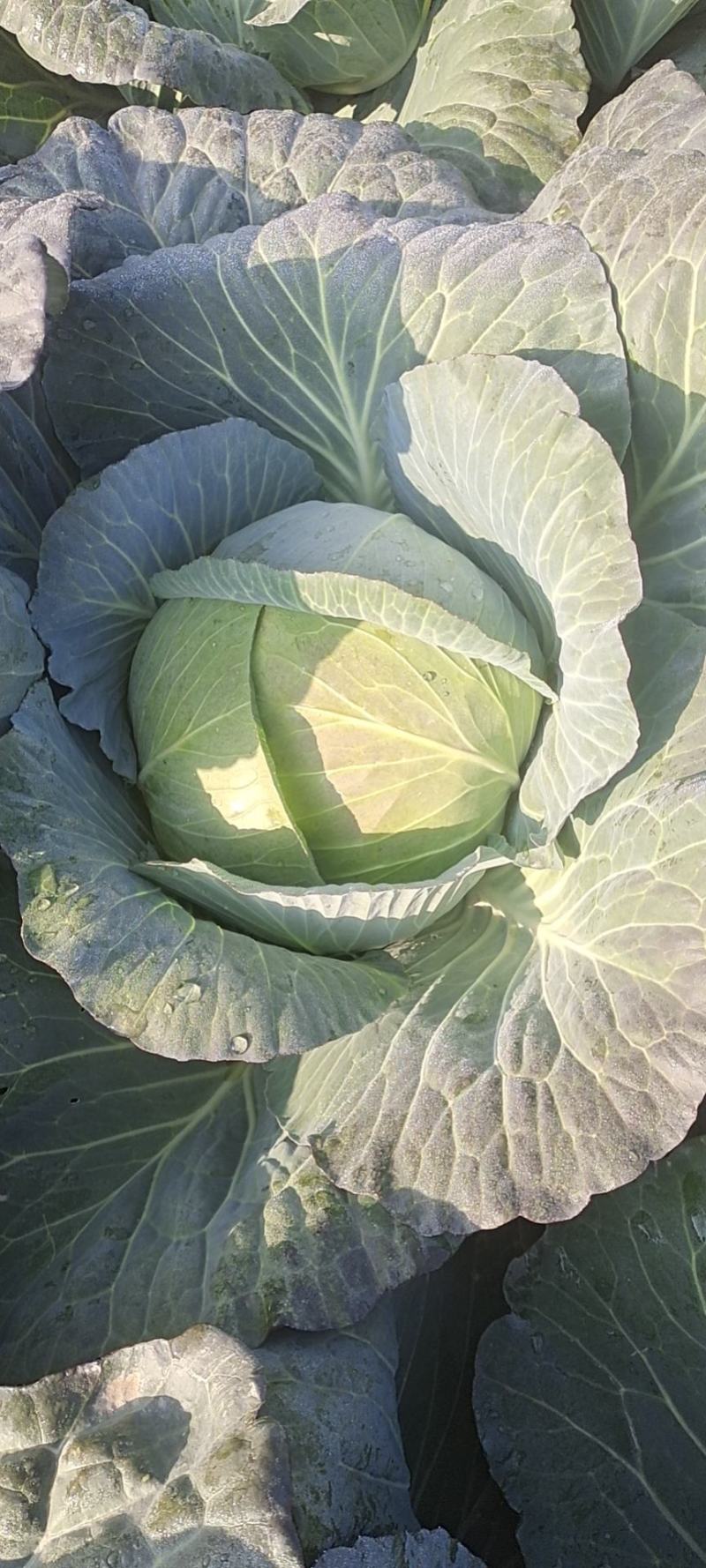 甘肃靖远高原夏菜大量现货口感好色泽鲜艳爱运输
