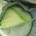 甘肃靖远高原夏菜大量现货口感好色泽鲜艳爱运输