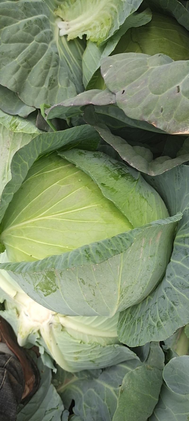 甘肃靖远高原夏菜大量现货口感好色泽鲜艳爱运输
