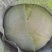 甘肃靖远高原夏菜大量现货口感好色泽鲜艳爱运输