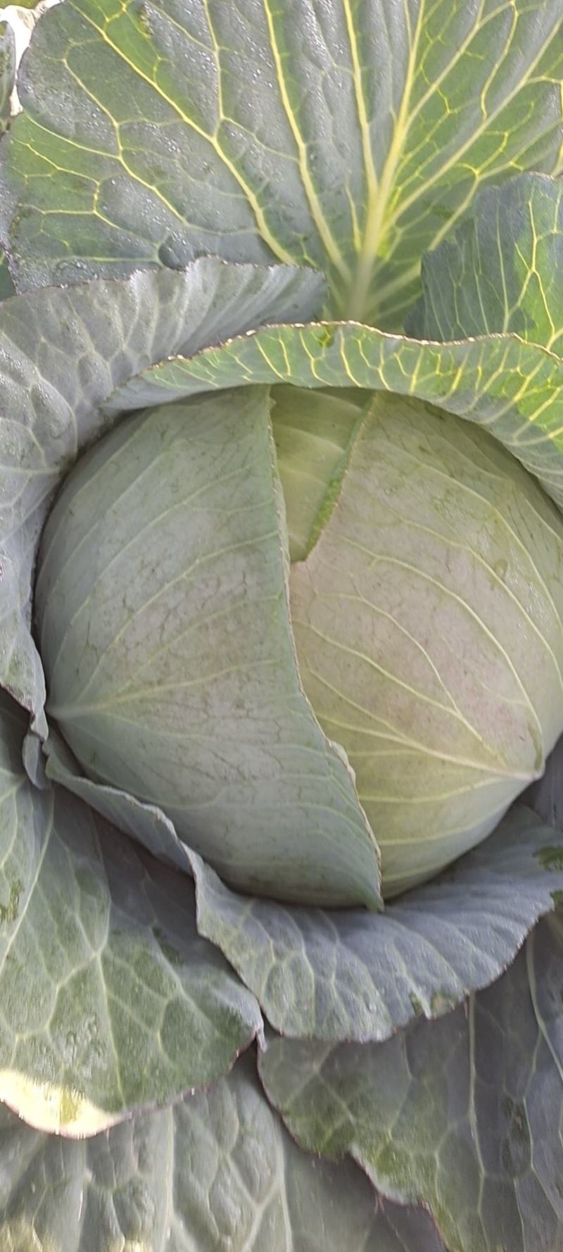 甘肃靖远高原夏菜大量现货口感好色泽鲜艳爱运输
