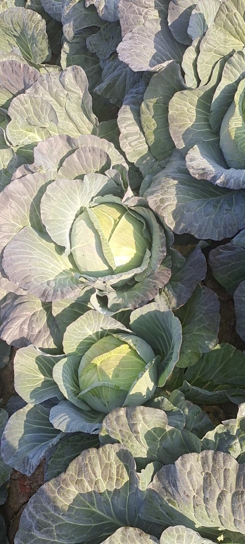 甘肃靖远高原夏菜大量现货口感好色泽鲜艳爱运输