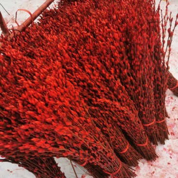 银柳年宵花大量批发上市，颜色齐全