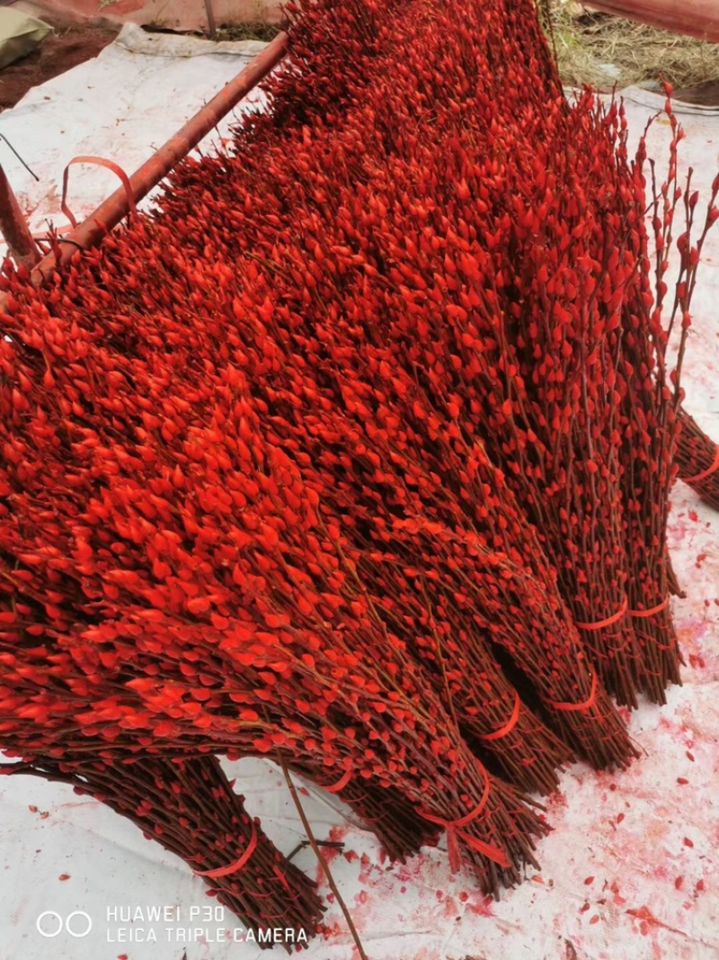 银柳年宵花大量批发上市，颜色齐全