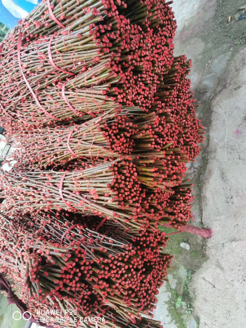 银柳年宵花大量批发上市，颜色齐全