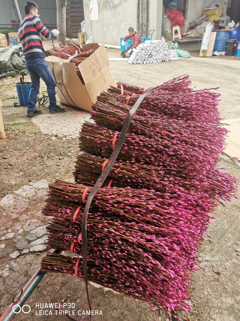 银柳年宵花大量批发上市，颜色齐全