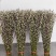 银柳年宵花大量批发上市，颜色齐全
