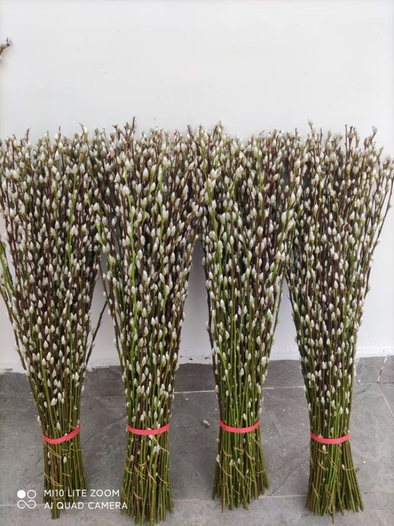 银柳年宵花大量批发上市，颜色齐全