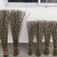 银柳年宵花大量批发上市，颜色齐全