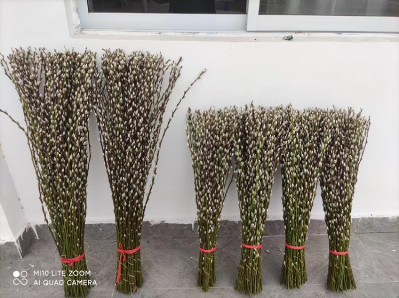 银柳年宵花大量批发上市，颜色齐全