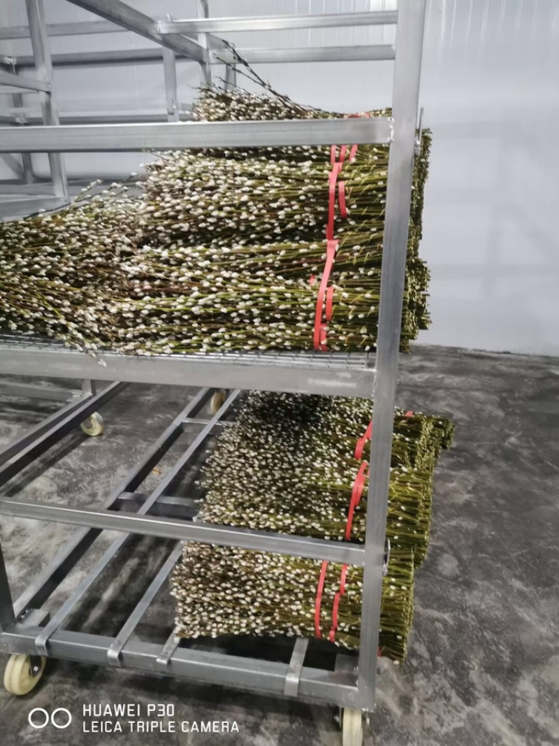 银柳年宵花大量批发上市，颜色齐全
