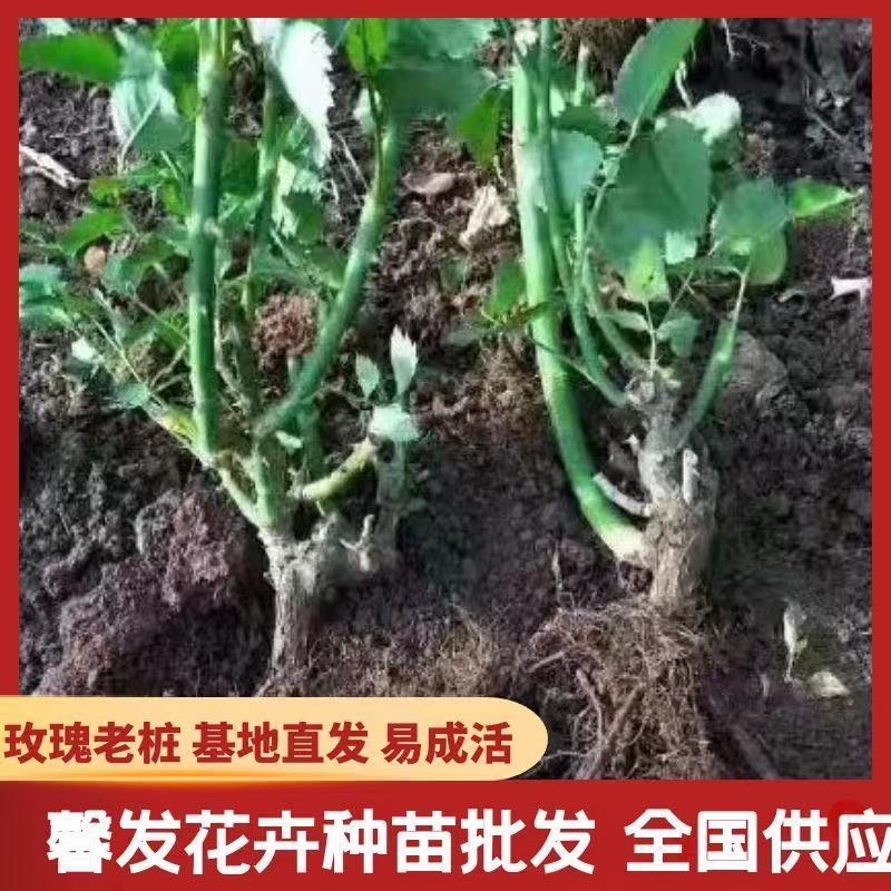 【精品】大花月季玫瑰老桩四季开花大花月季质量保证欢迎选