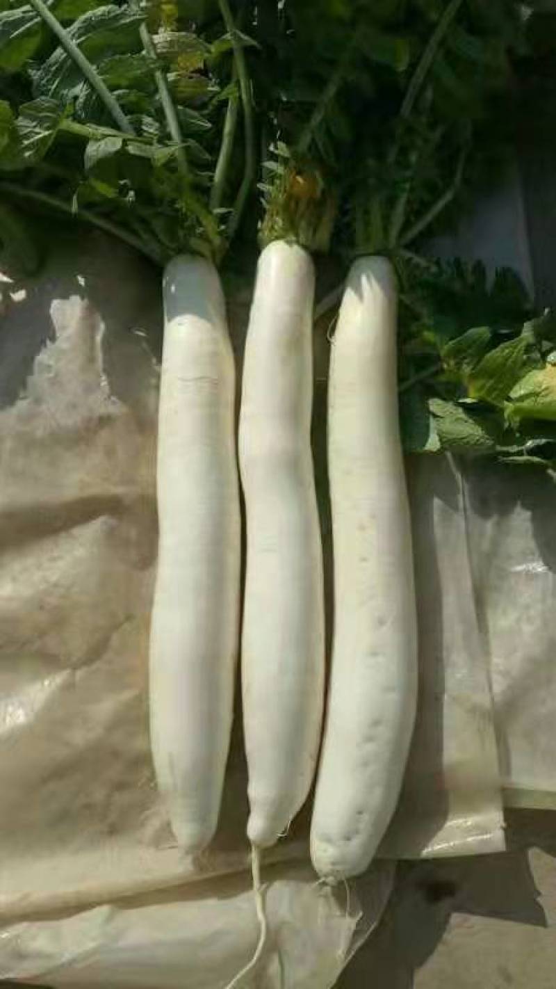 精品大白萝卜