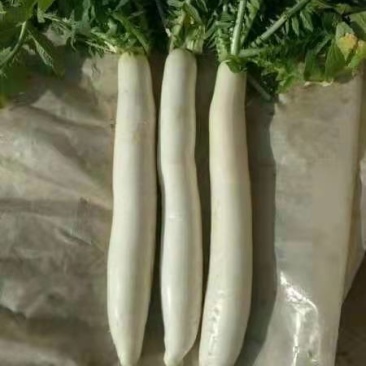 精品大白萝卜