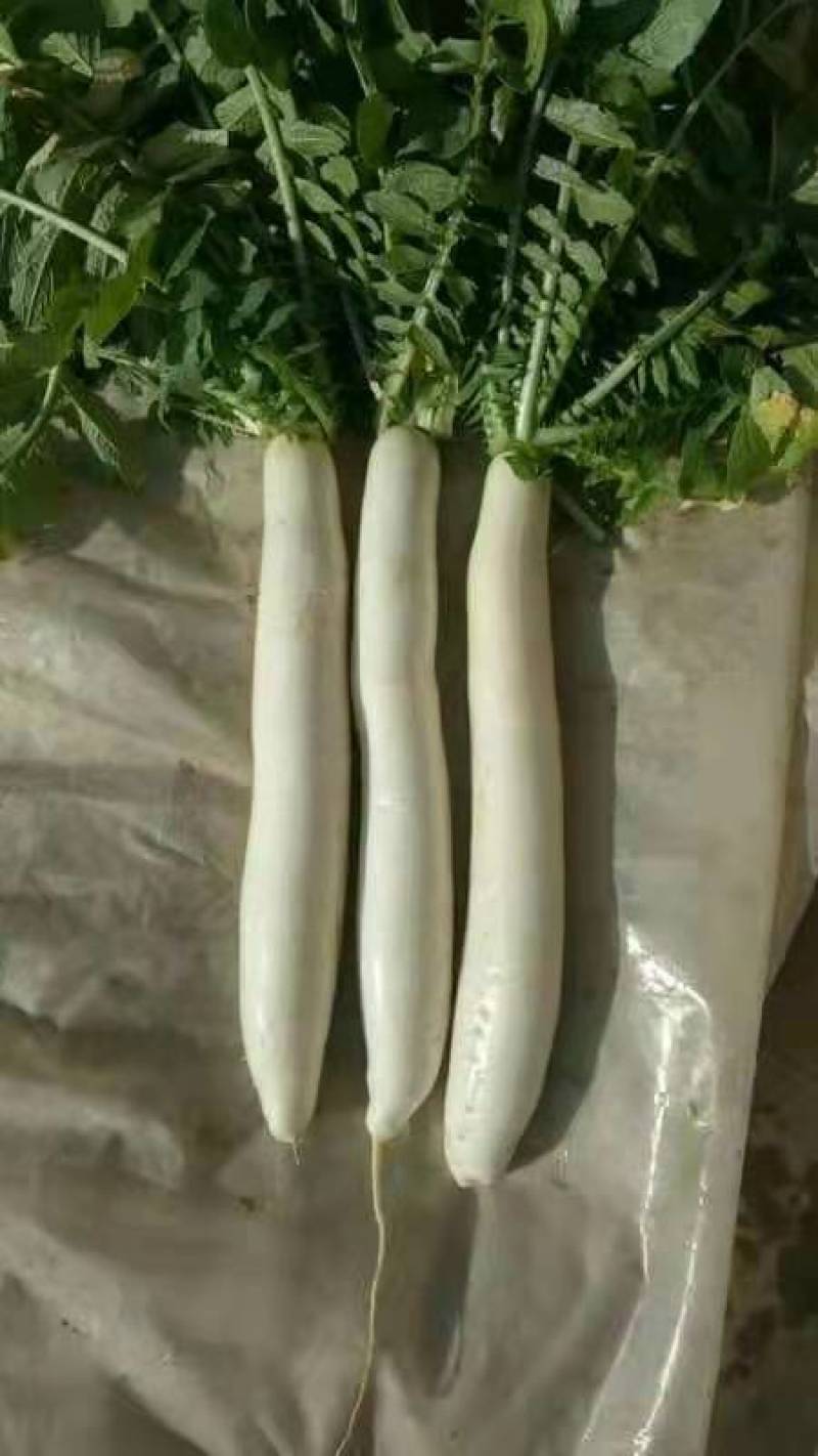精品大白萝卜