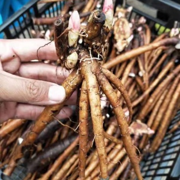 【芍药根块】芍药苗提供种植技术量大从优保证品种