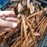 【芍药根块】芍药苗提供种植技术量大从优保证品种