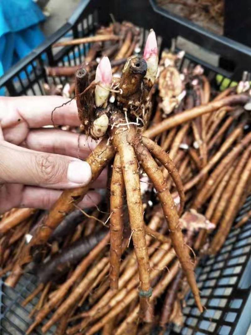 【芍药根块】芍药苗提供种植技术量大从优保证品种