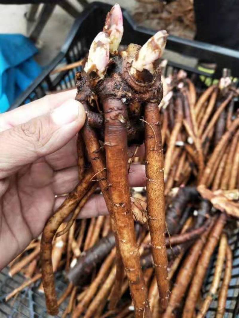 【芍药根块】芍药苗提供种植技术量大从优保证品种