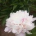 【芍药根块】芍药苗提供种植技术量大从优保证品种