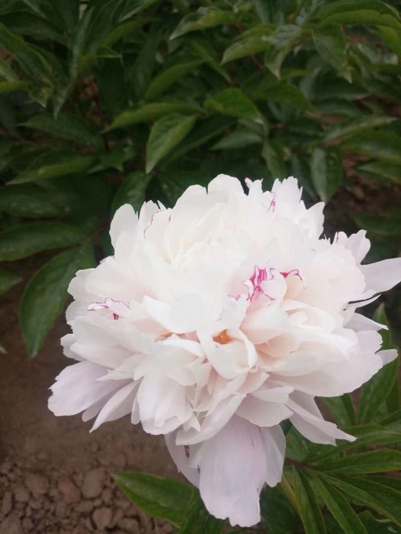 【芍药根块】芍药苗提供种植技术量大从优保证品种