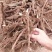 【芍药根块】芍药苗提供种植技术量大从优保证品种