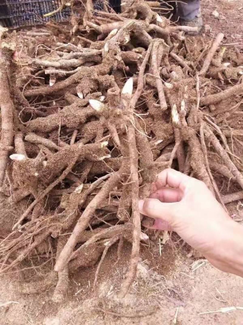 【芍药根块】芍药苗提供种植技术量大从优保证品种