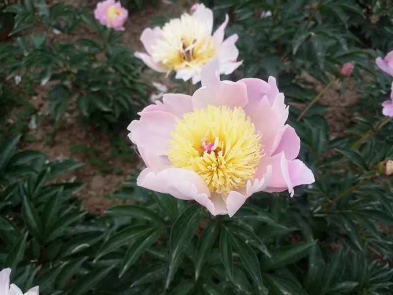 【芍药根块】芍药苗提供种植技术量大从优保证品种