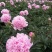 【芍药根块】芍药苗提供种植技术量大从优保证品种
