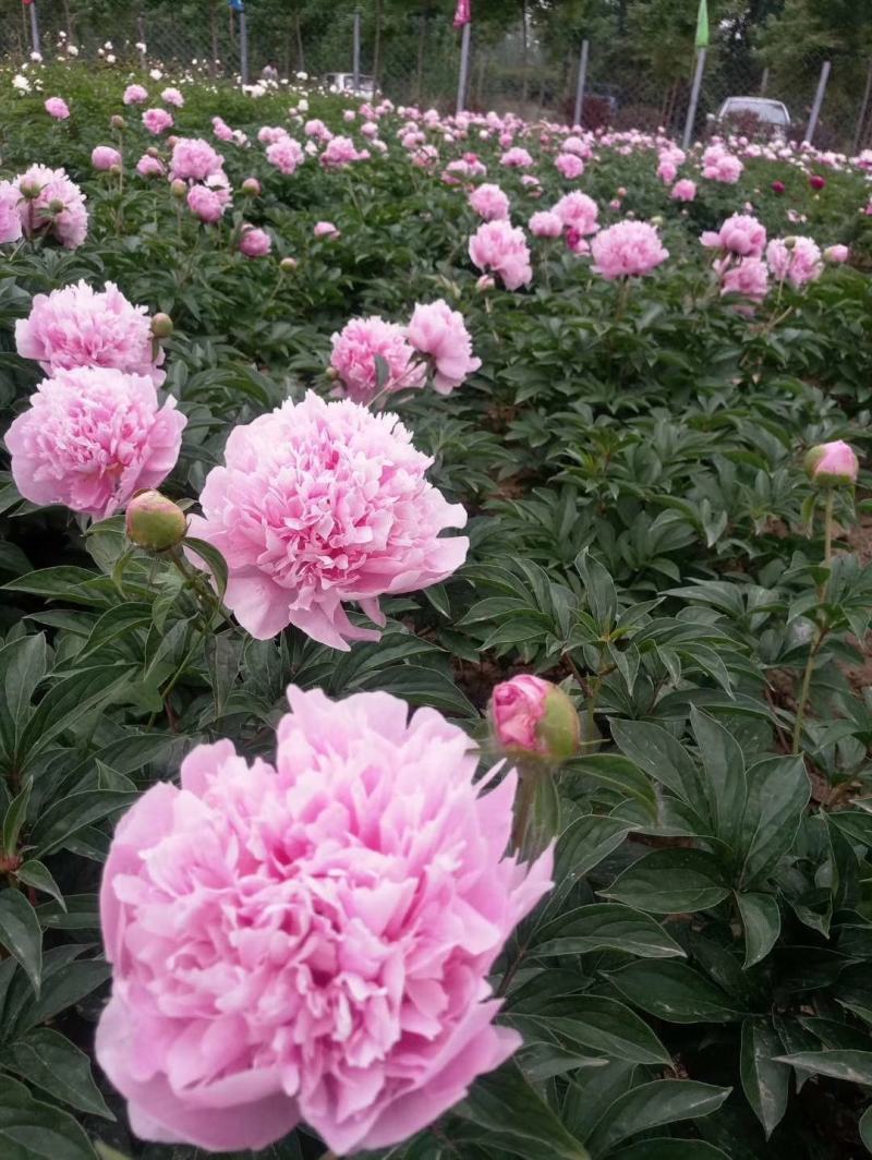 【芍药根块】芍药苗提供种植技术量大从优保证品种