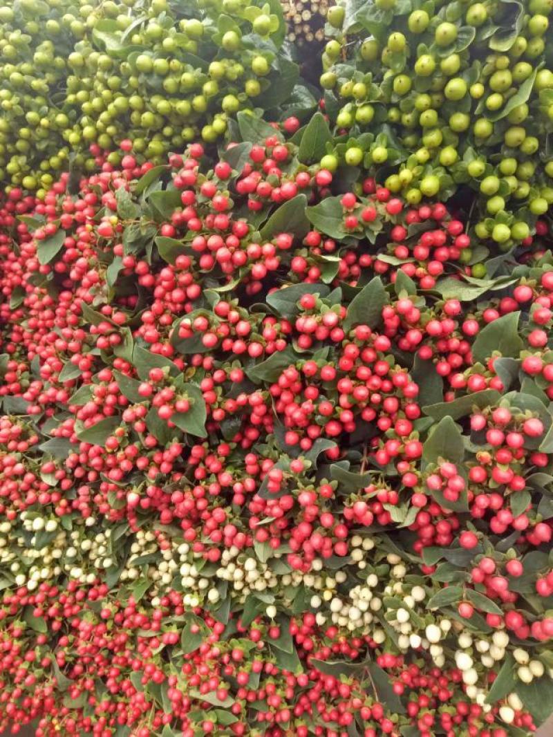 【优选】火龙珠种苗火龙果盆景基地直发货量充足欢迎选购！