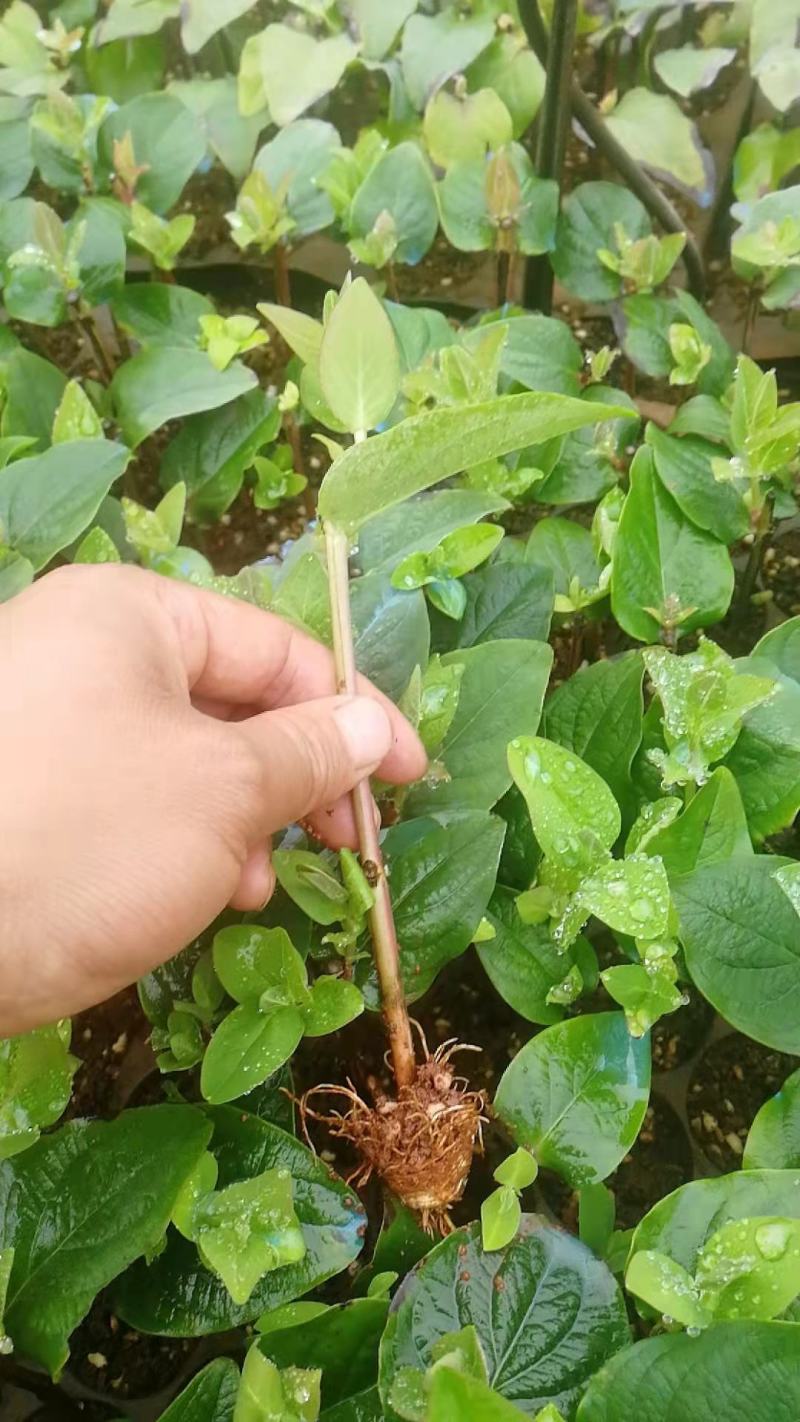 【优选】火龙珠种苗火龙果盆景基地直发货量充足欢迎选购！