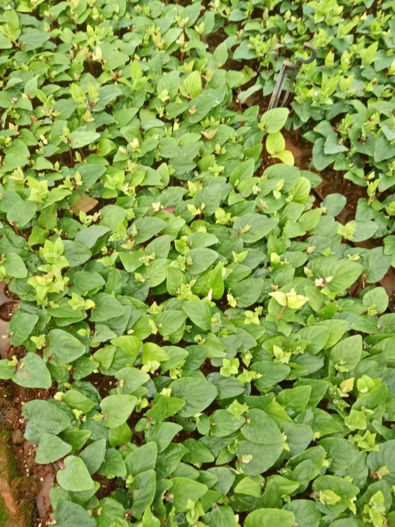 【优选】火龙珠种苗火龙果盆景基地直发货量充足欢迎选购！