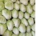 【推荐】河南白菜黄心白菜一手货源质优价廉欢迎电话咨