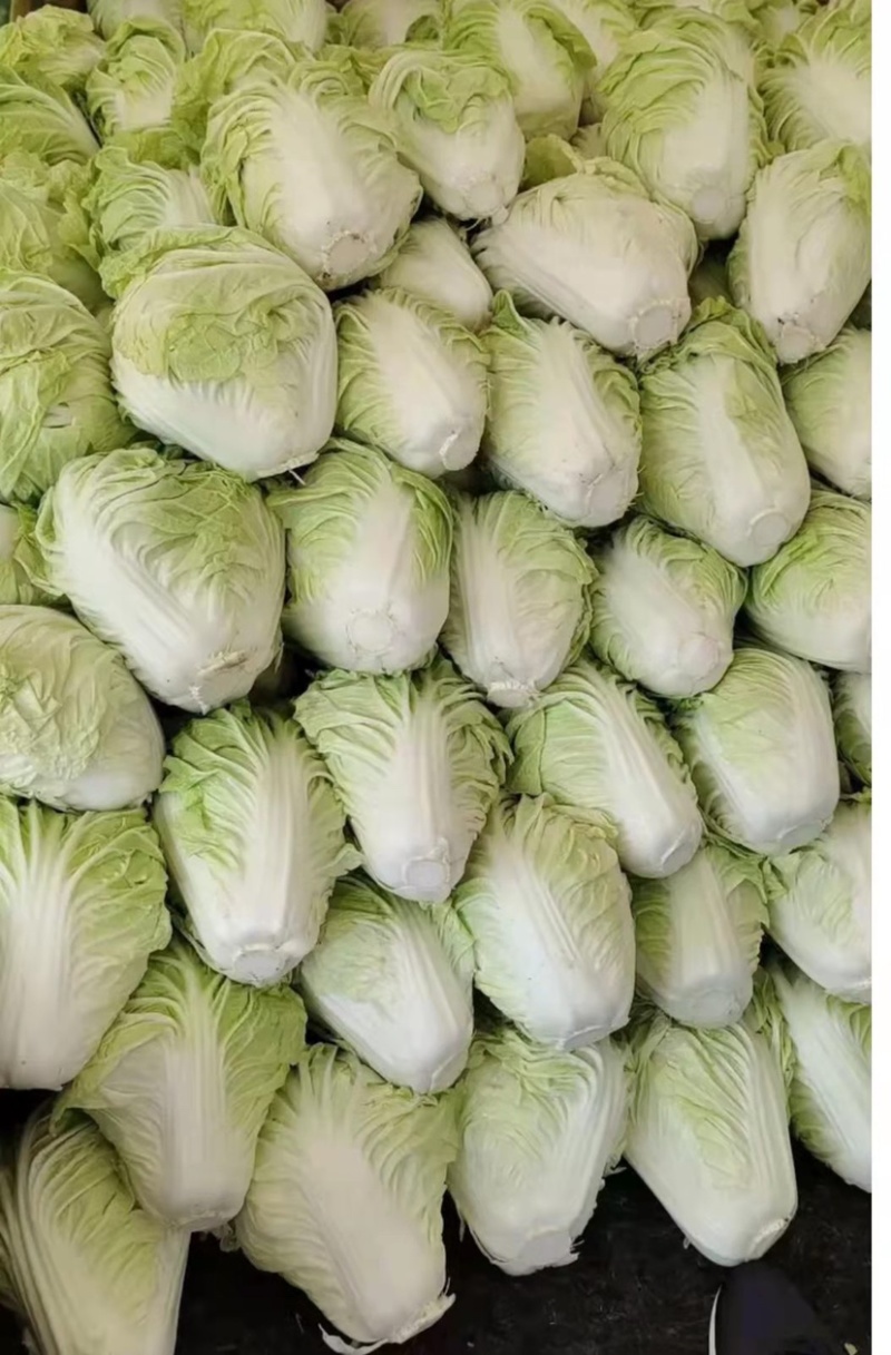 【推荐】河南白菜黄心白菜一手货源质优价廉欢迎电话咨