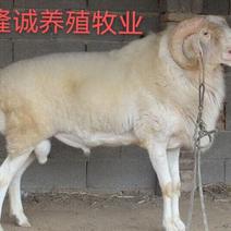 小尾寒羊纯种支持线上交易正常配种全国最大羊种之一