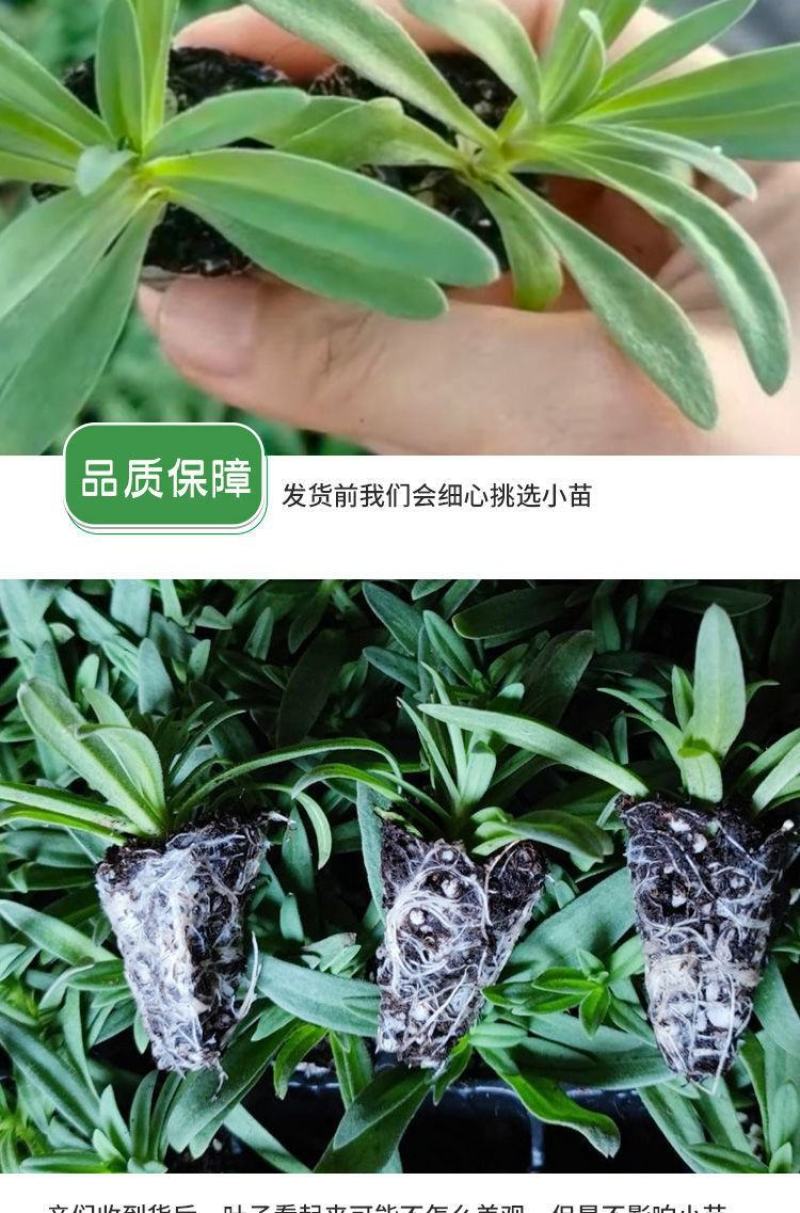 【优选】满天星小苗云南满天星全国包邮质量保证欢迎选购